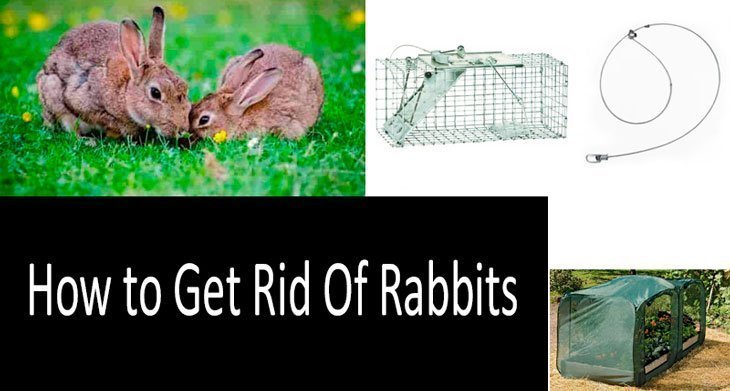 How to Get Rid Of Rabbits 1 The Bunny Buster: Best Air Rifle For Rabbits (Reviews and Buying Guide 2022)