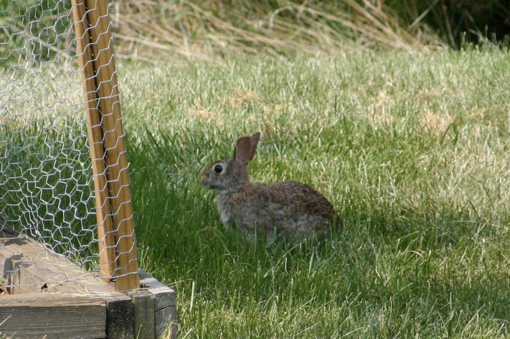 fence 1 The Bunny Buster: Best Air Rifle For Rabbits (Reviews and Buying Guide 2022)