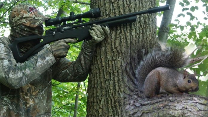 best air rifles for squirrels